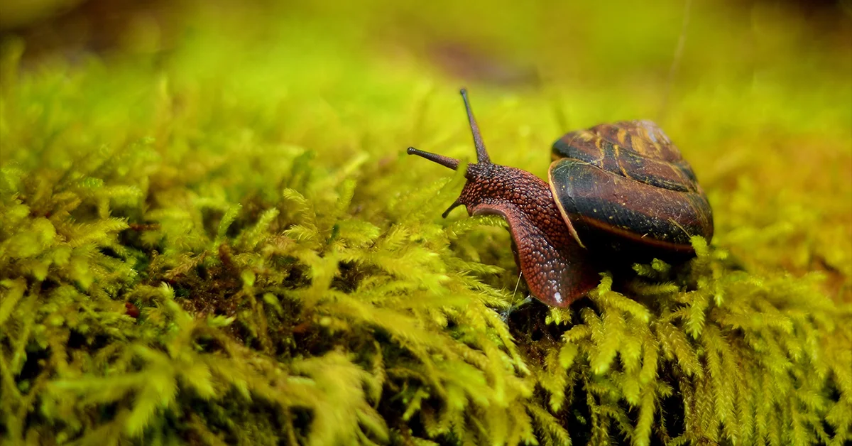 bladder snails