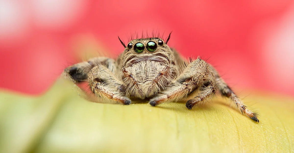 How Long Do Jumping Spiders Live